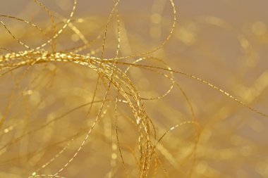 Altın konu kapatın-bize seçici odak