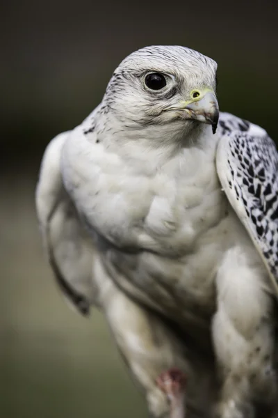 Vit Jaktfalk — Stockfoto