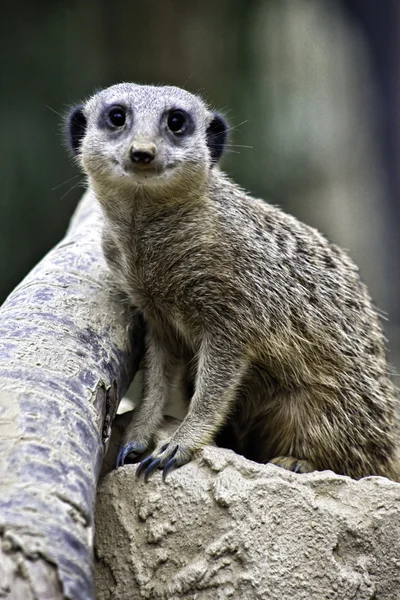 Uyarı meerkat, suricata suricatta