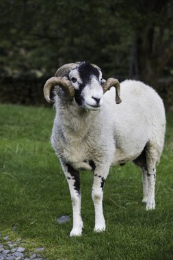 Son zamanlarda herdwick yoksun ram