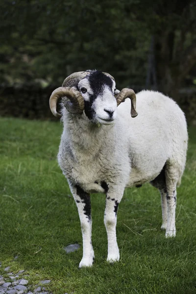 Son zamanlarda herdwick yoksun ram