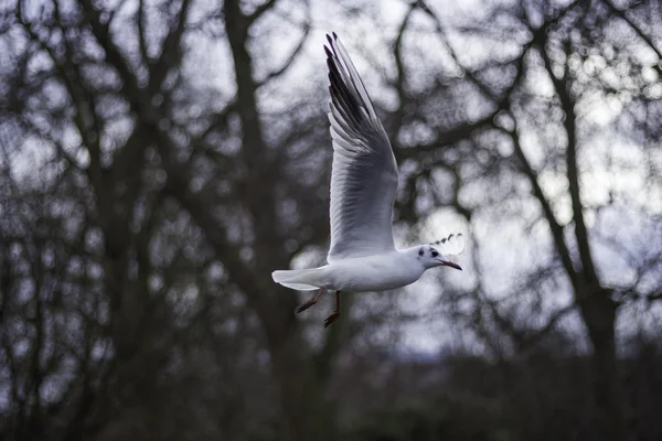 Vista de perto de uma gaivota em voo — Fotografia de Stock