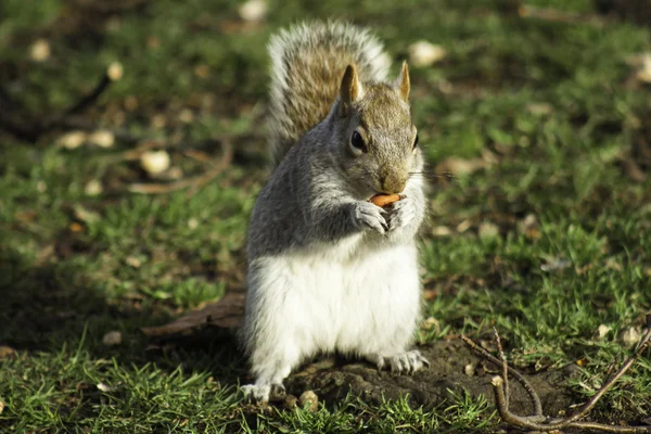 Squirrel foraging for nuts Stock Image