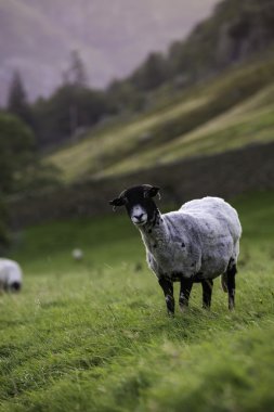 herdwick koyun bir arazide