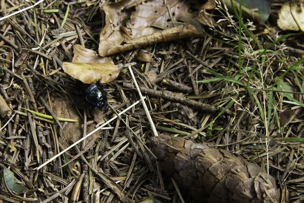 Scarabeo nero sul pavimento della foresta — Foto Stock