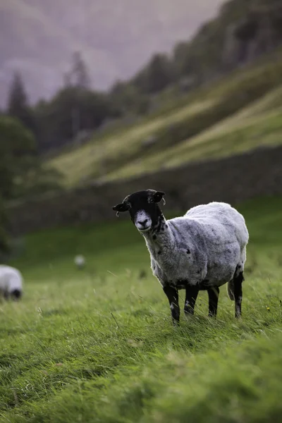 Herdwick schapen in een weiland — Stockfoto