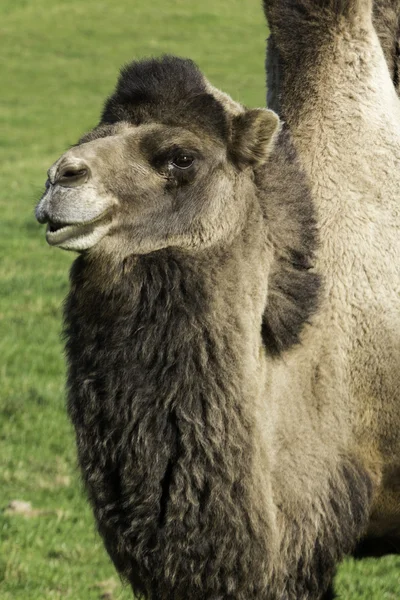 Lone bactrian camel on a farm — Stock Photo, Image