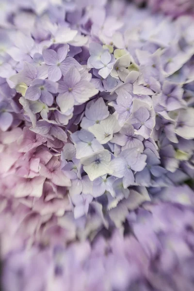 arka plan mavi hydrangea