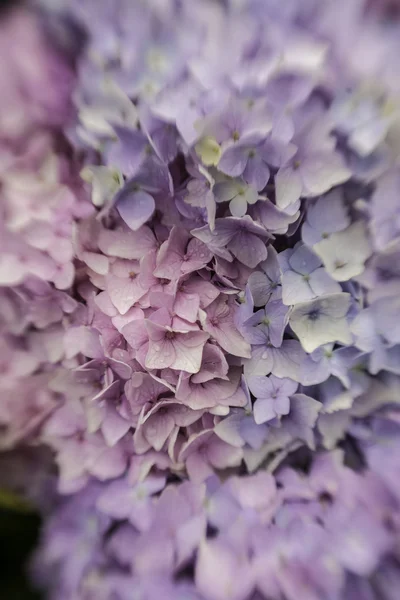 arka plan mavi hydrangea