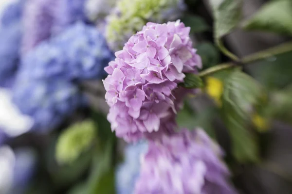 Abstract background of blue hydrangea — Stock Photo, Image