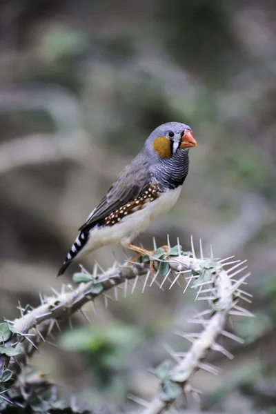 Finch sitting on a thorny branch — Stock Photo, Image