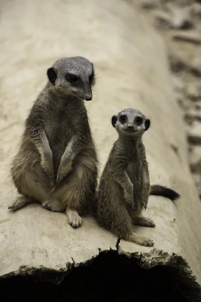 Two meerkats, Suricata suricatta — Stock Photo, Image