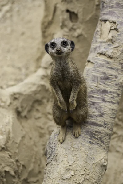 Meerkat, Suricata suricatta — Stock Photo, Image