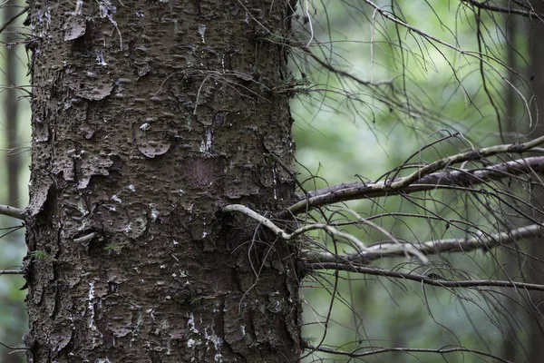 çam ağacı kabuğu closeup