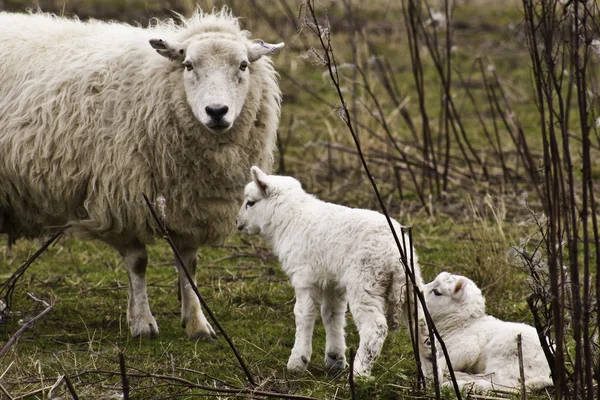 İki kuzulu koyunlar