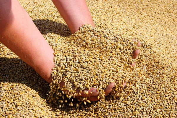 Wheat grain in the hands of man. Wheat grain in the palms of a person.