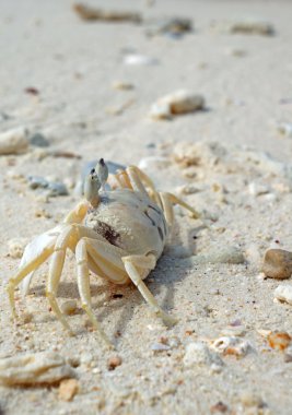 Beyaz kumsalda yengeç