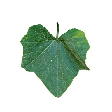 beyaz arkaplanda yeşil izin