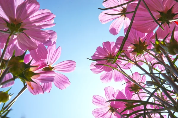 Daisy flowers in summer under blue sky from below — Stock Photo, Image