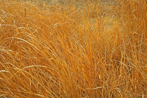 Długa sucha trawa jako tło — Zdjęcie stockowe