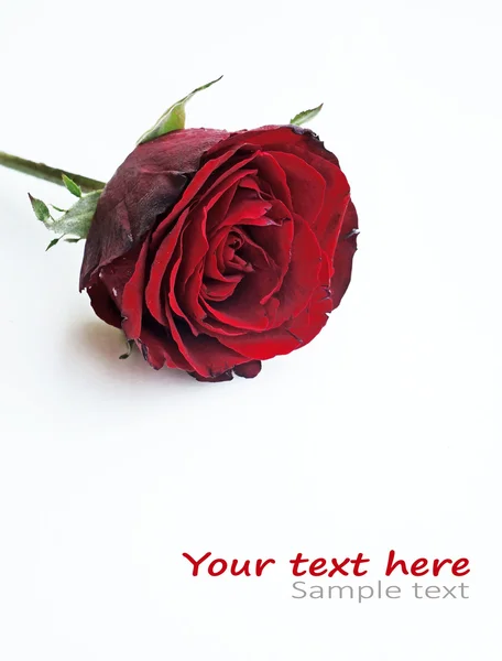 Rudá růže nad bílá — Stock fotografie