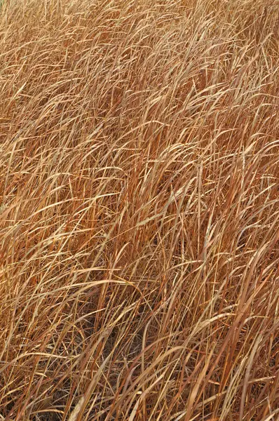 長い乾いた草を背景に — ストック写真