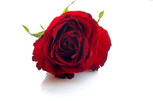Rosa rossa singola sul tavolo in giardino — Foto Stock