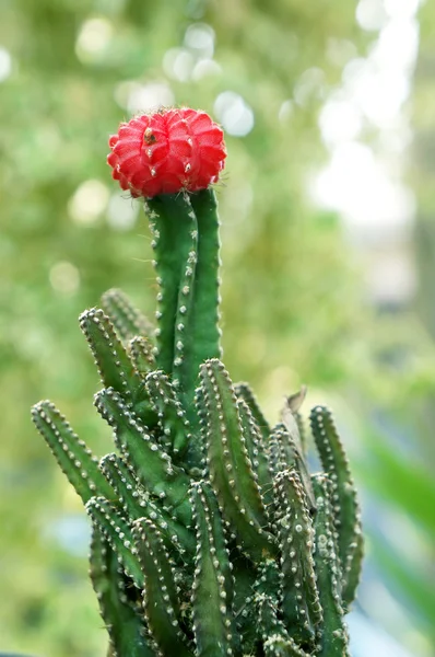 Blooming Cactus — Stock Photo, Image