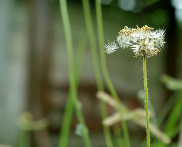 Güzel beyaz karahindiba çiçekleri yakın plan — Stok fotoğraf