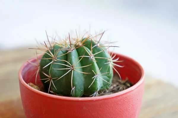Acercamiento de pequeños cactus crecen en la olla — Foto de Stock