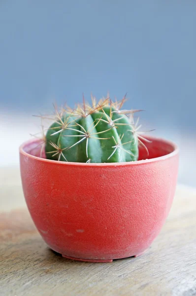Crecen pequeños cactus en la maceta —  Fotos de Stock