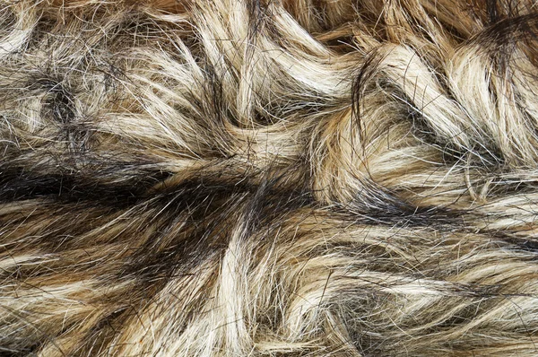 Коричневое и черно-белое животное упало текстурой — стоковое фото