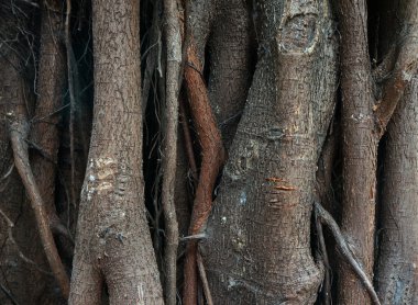 banyan tree roots Close-Up
