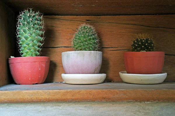 Gruppo di piccoli cactus crescono nel vaso — Foto Stock