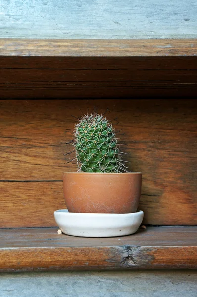 Small cactus grow in the pot — Stock Photo, Image