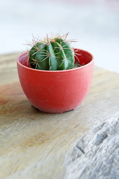 Small cactus grow in the pot — Stock Photo, Image