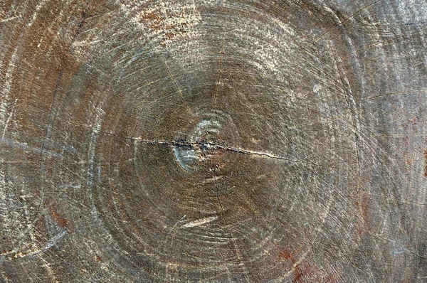 Holzstruktur des geschnittenen Baumstammes, Nahaufnahme — Stockfoto