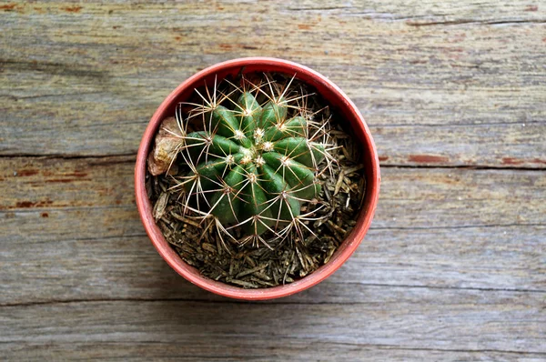 Top view of a Cactus on the wood — Stock Photo, Image