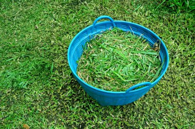 sepet taze kesilmiş çimen ile dolu