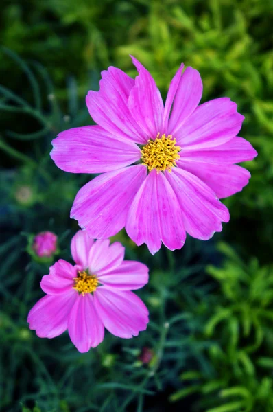 Pink Cosmos — Stock Photo, Image