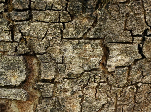 Aged bark background — Stock Photo, Image