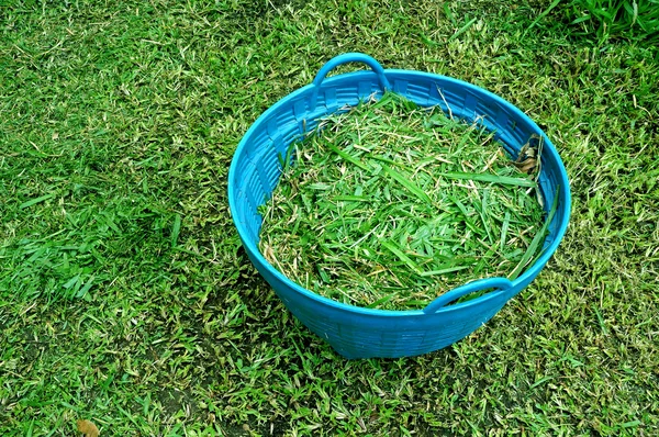 Panier plein d'herbe fraîchement coupée — Photo