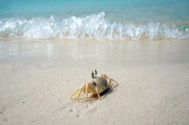 Crab on shore clipart