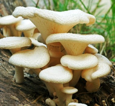 Çimleri mantar beyaz agaricus