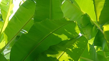 muz yaprağı arkadan aydınlatmalı sun - arka plan