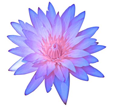 Mor renk çiçek açan nilüfer veya lotus çiçeği beyaz izole kapatmak