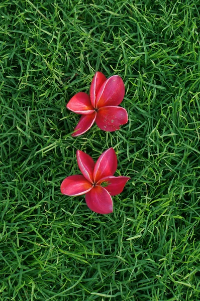 Frangipani on the green grass — Stock Photo, Image