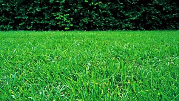 Zielona trawa z zielonym drzewem ogrodzenia — Zdjęcie stockowe