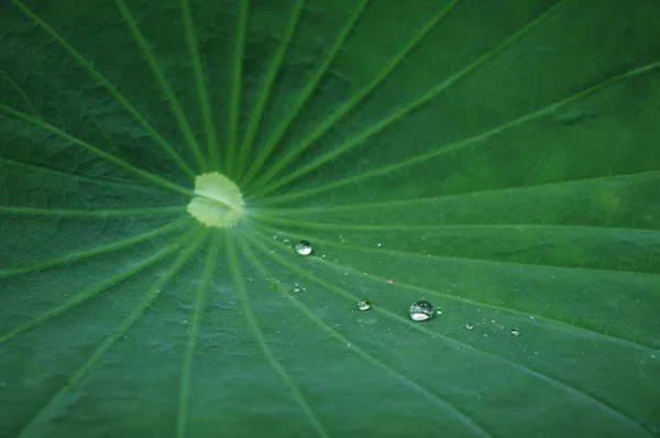 Lotus leaf with water drop — Stock Photo, Image
