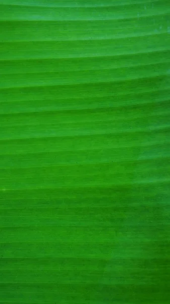 Banana tree leaf — Stock Photo, Image